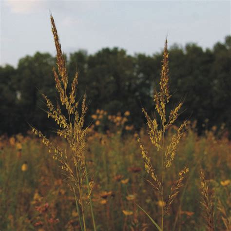 Prairie Future Seed Company. Indian Grass - Plant