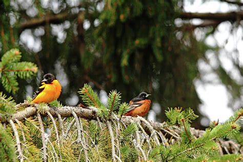 Baltimore And Orchard Orioles Photograph by Debbie Oppermann - Pixels