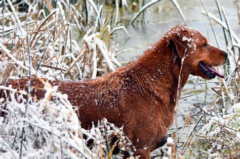 Hunting Dog Profile: The Happy, People-Pleasing Golden Retriever | GearJunkie