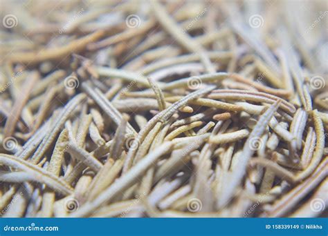 Dried rosemary leaves stock image. Image of macro, details - 158339149