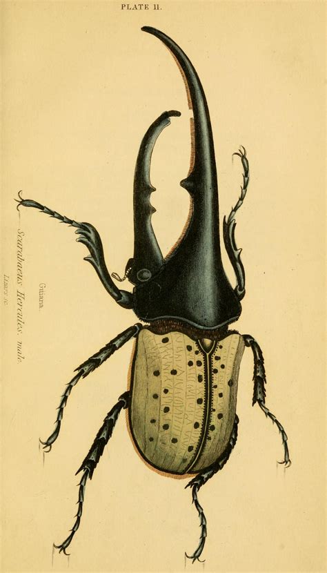 The natural history of beetles : - Biodiversity Heritage Library ...