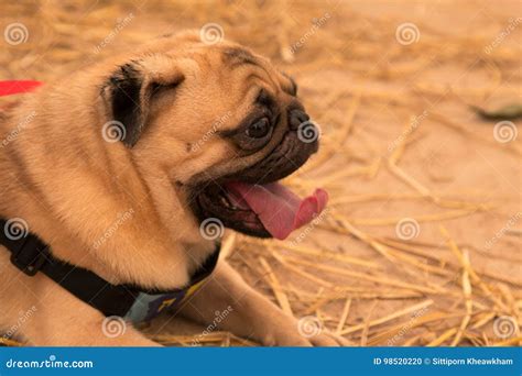 Funny face of pug dog stock photo. Image of doggy, purebred - 98520220