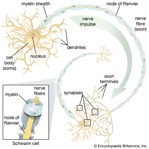 Myelin | biochemistry | Britannica