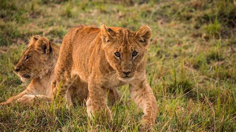 The Lion Cubs of Serengeti