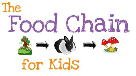 The Food Chain for Kids - YouTube