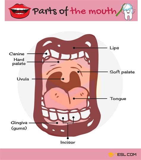 Parts of the Mouth: Useful Mouth Parts Names with Pictures • 7ESL | English language teaching ...