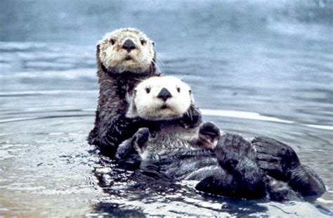 Sea otter conservation - Alchetron, The Free Social Encyclopedia