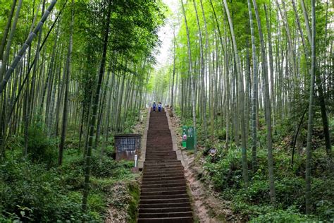 Bamboo forest, lakes offer amazing views in Guizhou