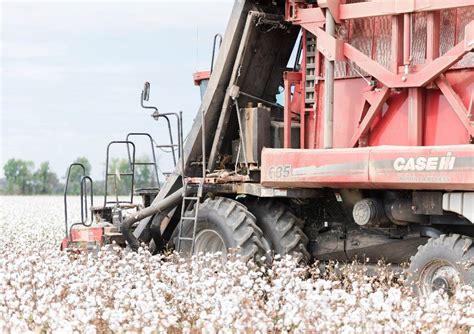 Cotton Harvesting Methods and Cotton Ginning Procedures | CottonWorks™