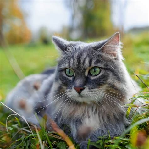 Razas de gatos grises: fotos y características