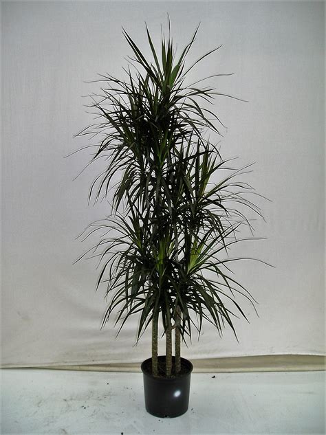 10″ Dracaena Marginata c/b | westcoastnurseries