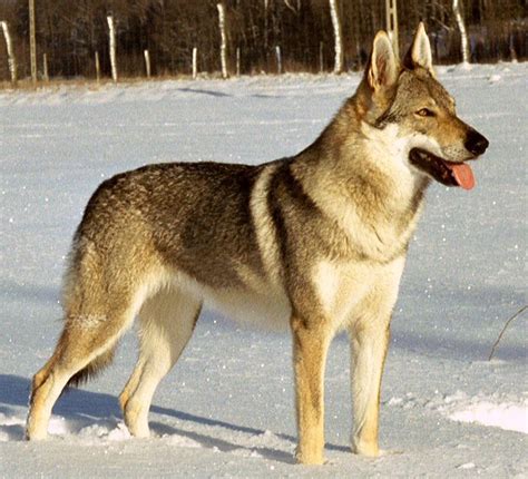 Czechoslovakian Wolfdog Info, Temperament, Training, Puppies, Pictures