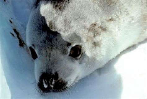 Crabeater Seal – "OCEAN TREASURES" Memorial Library