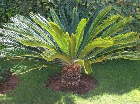 Amazing Gymnosperm Plant, Cycas Revoluta ,Sago Palm Description Images Gallery | life insurance ...