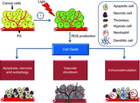 3 Summary of cell death mechanisms following PDT. Protocols involve ...