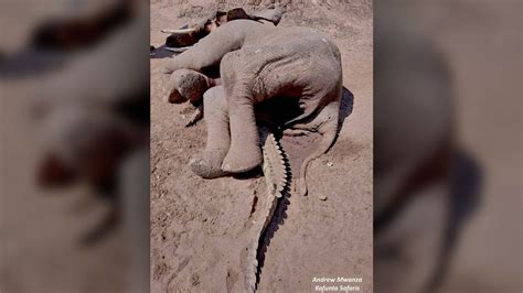 Dead Elephant Found Lying on Top of a Squashed Crocodile. What Happened? | Live Science