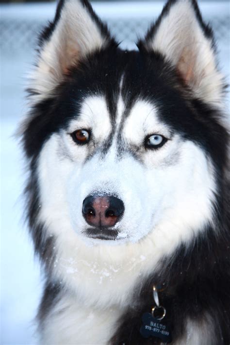 Cute Siberian Husky White With Blue And Brown Eyes - l2sanpiero