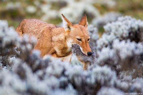 Ethiopian Wolves | Photos Pictures Images