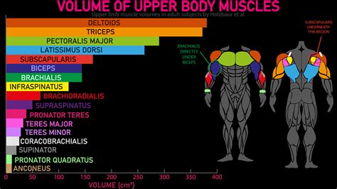 These Are the Largest Muscles in the Human Body (Weekly Infographics #4) | by Dhimant Indrayan ...