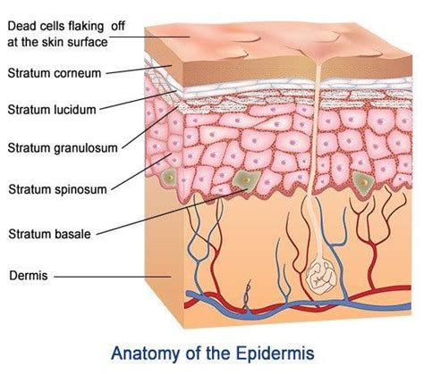 5 Layers And Cells of the Epidermis | Layers of the epidermis, Skin anatomy, Human anatomy and ...