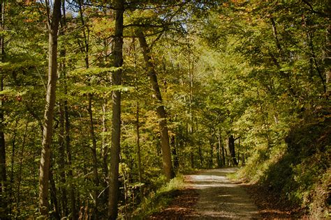 Gifford State Forest | Athens County Visitors Bureau