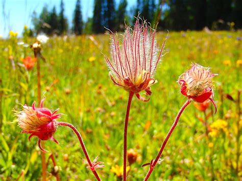 Prairie Smoke - Cedar Breaks National Monument (U.S. National Park Service)