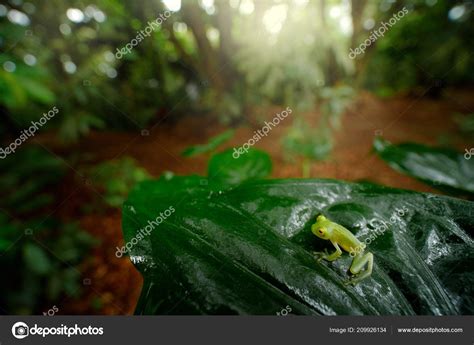 Glass Frog Nature Habitat Animal Big Yellow Eyes Forest River Stock Photo by ©OndrejProsicky ...