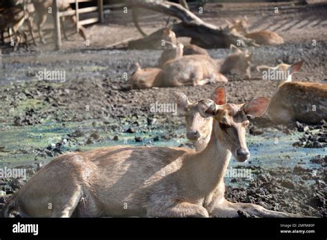 A herd of sambar deer in the natural habitat Stock Photo - Alamy