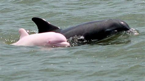 Why Are Amazon River Dolphins Endangered – travelweeksaopaulo.com