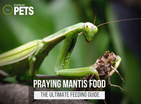 What Do Praying Mantises Eat? | Praying Mantis Food Guide!