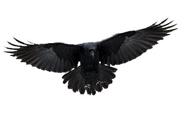 Raven PNG Vector Images with Transparent background - TransparentPNG