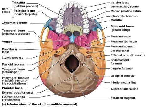 7 best skull images on Pinterest | Anatomy, Human anatomy and Human ...