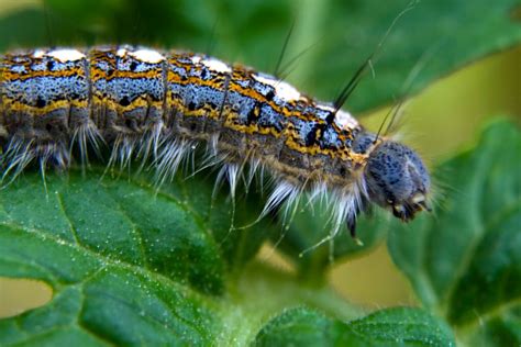 Macro Forest Tent Caterpillar Moth (Malacosoma Disstria)