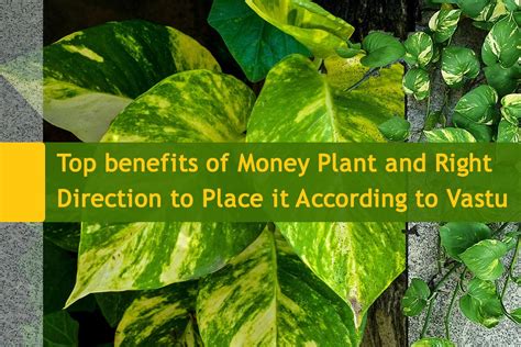 Top 10 Benefits of Money Plant and Right Direction to Place it according to Vastu | Plants ...