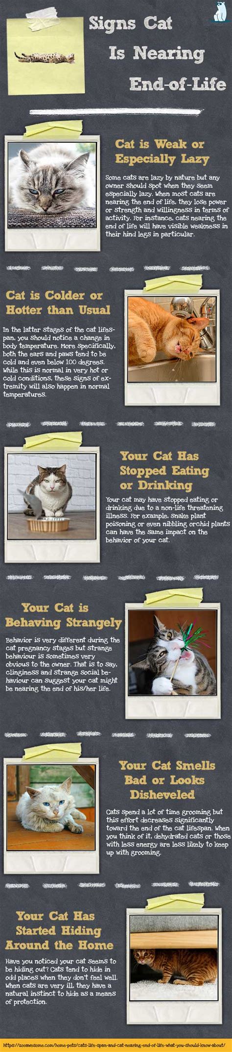 Cat End of Life - Signs to Watch Out for | ZooAwesome