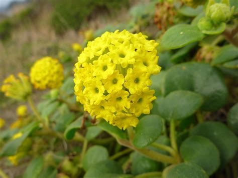 Yellow flowers - photos of Abronia Latifolia, Nyctaginaceae