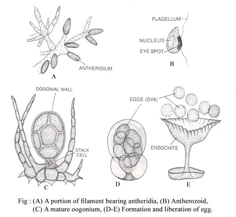 FUCUS - STRUCTURE OF VEGETATIVE BODY AND REPRODUCTION