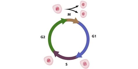 Ciclo Celular - Concepto, fases, puntos de control y regulación