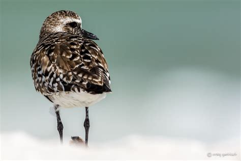 Black-bellied Plover | A black-bellied plover surveys the be… | Flickr