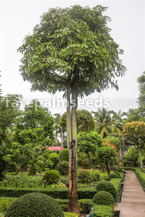 Alstonia scholaris – Indian Devil Tree, Blackboard Tree – Buy seeds at rarepalmseeds.com