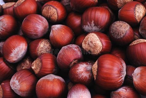 Hazelnut in shell stock photo. Image of heap, crops, shot - 26372920