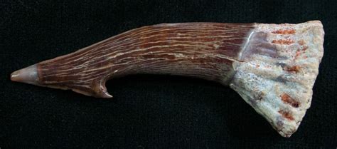 2.2" Onchopristis (Giant Sawfish) Tooth For Sale (#8155) - FossilEra.com