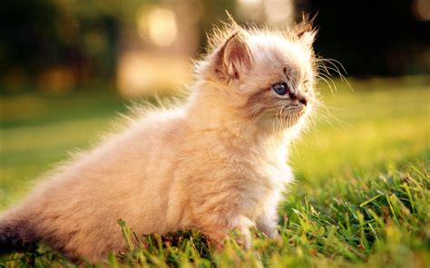 cat, Animals, Nature, Feline Wallpapers HD / Desktop and Mobile Backgrounds