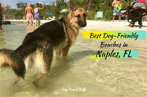 3 Best Dog-Friendly Beaches in Naples, FL with Hotels & Restaurants