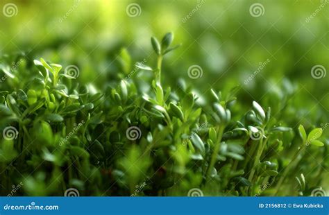 Growth sprouts stock photo. Image of ingredient, growth - 2156812