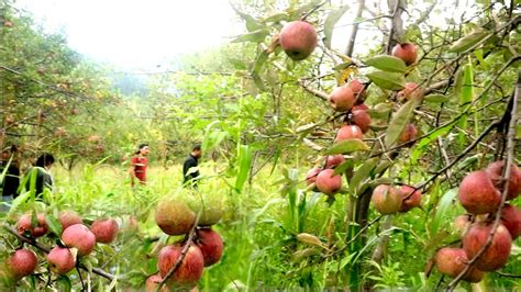 Village APPLe Festival || Cultural Apple Festval || JUmla Khalanga ...