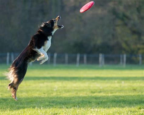 Best Dog Frisbee - Dogschool.com