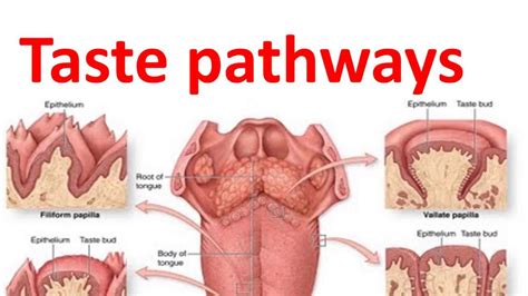 Taste Buds and Taste Pathway - Oral Pathology Idental Guide I dr. Bimal ...