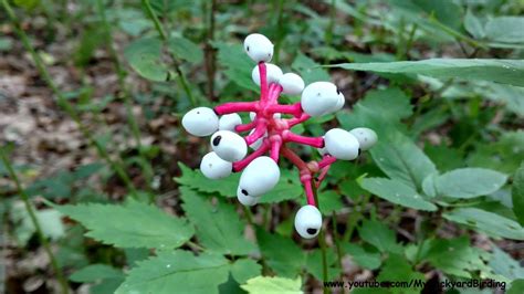 White Baneberry - Deadly "Dolls Eyes" Plant - YouTube