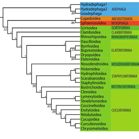 Proposed classification of Coleoptera showing the relationships of the ...